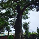 퐁낭아래 이미지