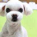 강실장펫살롱 이미지