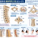 목이 잘 돌아가지 않을 때 Cervical SNAGs를 이용한 경추 자가 관절가동술 이미지