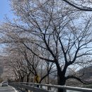 구례동중학교 | 2022 경남 하동 벚꽃 개화시기 하동십리벚꽃길 실시간 개화상황 하동 구례 벚꽃구경 벚꽃캠핑🌸