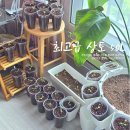성공산업사 | 거목산업사 최고급 상토 50L 우리집 채소 분갈이 성공