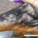 의정부 24시 IU 동물병원 이미지