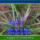 언덕위의 하얀집 Daum카페