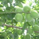 매실향기 이미지