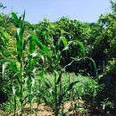 솔로몬 펜션 이미지