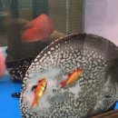 가오리PC 이미지