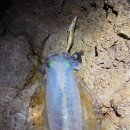 스시선수 이미지