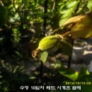 수정열매 이미지