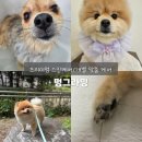 금오동물병원 애견미용실 | 검단 애견미용 원당동 멍그라밍 아라역 인근 애견미용실 후기