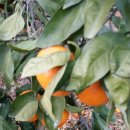 양지-3514 이미지