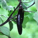 김진웅농장 | 가지재배실험