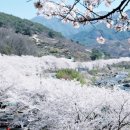 봄 꽃길김밥 이미지
