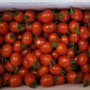 유기농 대추 방울토마토 이미지