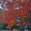 gs25광릉수목원점 | 포천 광릉 국립수목원 단풍 실시간 주차 예약