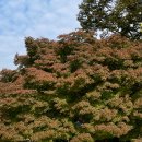 단풍나무 이미지