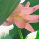 진량제일공인중개사사무소 이미지