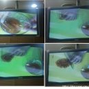 CJ 쿡앤톡 쿠킹클래스 - 선동주 선생님 수업(멍게초회, 일본식 계란말이, 초밥)