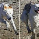 똥꼬발랄 이미지