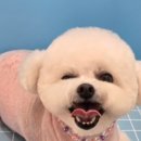 송이애견 이미지