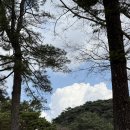 충무정 | 아산 현충사 홍매화 실시간 개화상태 지금 절정! 위치·가는법 총정리 | 충남 아산 가볼만한곳