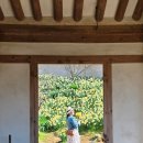 수선화 | 서산 유기방가옥 수선화 축제 후기 4월 국내여행 필수 코스 (포토존 개화상태)