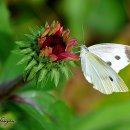 농부의 정원 이미지