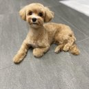 여수죽림동물병원 애견미용실 이미지