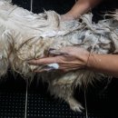 덕용한의원 | 반려동물 천연한방샴푸 키옴마 128 반려보감사용후기