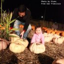 호박농장 이미지