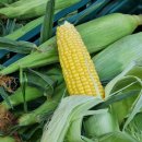 형제청과 이미지