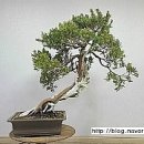 대야원 이미지