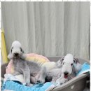 퍼피키티 이미지