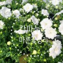 법인나라원예 이미지