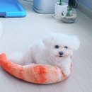 댕 빌리지 이미지