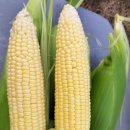 마서농장 이미지