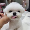 제시 펫 살롱 네이버블로그