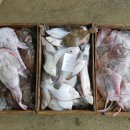 낙지세상장어나라 이미지