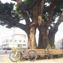 용장리 느티나무 이미지