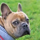 멍브라더 애견카페 이미지