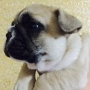 공주-37 이미지