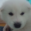 달봉이
