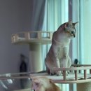 망고캣 | 가르르 고양이 원목 캣폴 ‘갤럭시 캣타워’ 3년 실사용 내돈내산 후기｜다묘가정 캣타워 추천