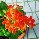 손해평가사 1차 - 재배학 및 원예작물학 이미지