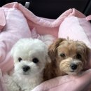 펫밀리쌀롱 이미지