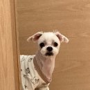 씨앤디(C&D) | [화성/새솔동] 새솔동 애견미용 씨앤디펫샵 강아지 미용 후기 / 새솔동 노견 애견미용 후기