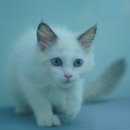 도로시캐터리 이미지