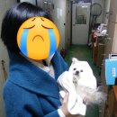 강아지 미용실 | 🧼 시흥 은행동 강아지 미용실 하이몽몽 감동 솔직 후기, NO 스트레스 교감 미용 리뷰