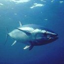 미사이참치 이미지