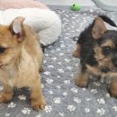 오픈주 하남스타필드점 이미지