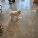 카페인스 이미지